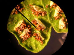 Asplenium nieschalkii