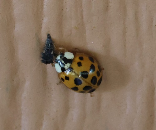 Asian Lady Beetle