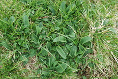 Bistorta officinalis