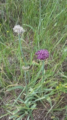 Allium cyrillii