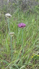 Allium cyrillii