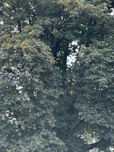bigleaf maple