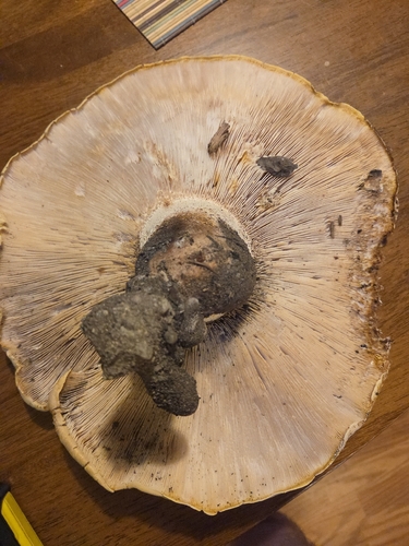 iNaturalist observation photo of Neolentinus