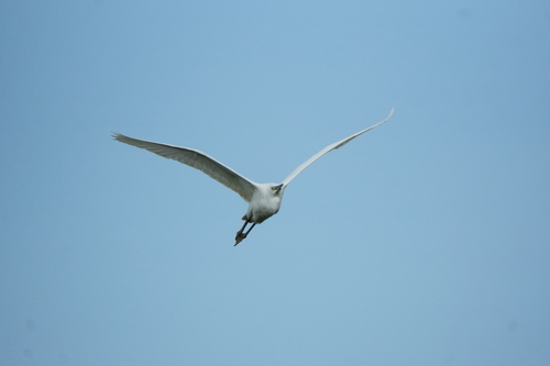 iNaturalist image