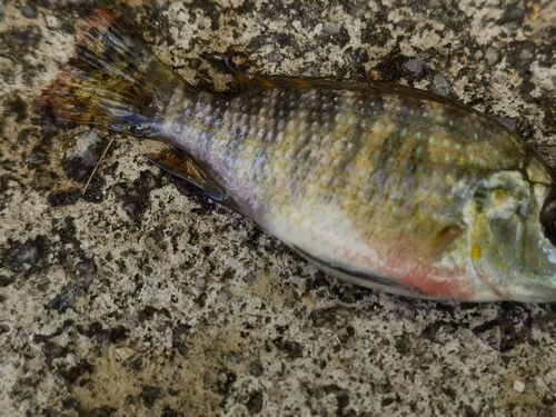 Redbelly Tilapia