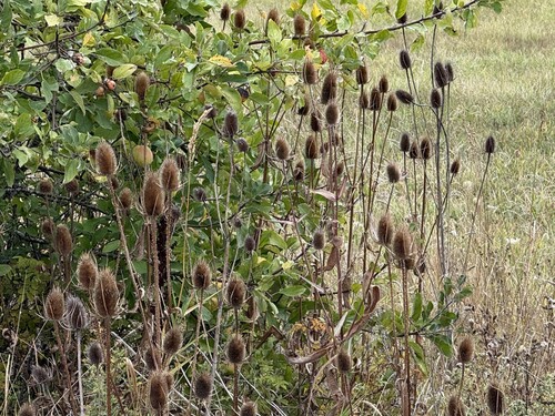 wild teasel