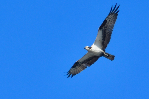 iNaturalist: (c) papgei, some rights reserved (CC BY-NC) iNaturalist image