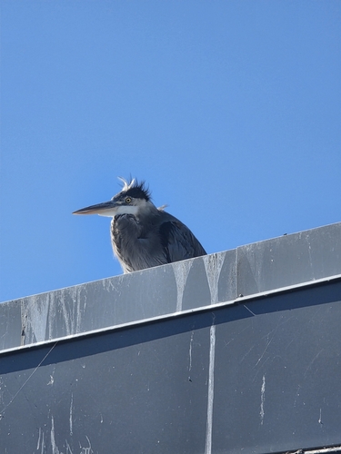 Great Blue Heron