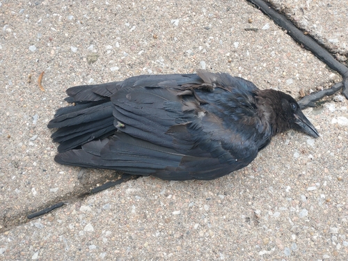 American Crow