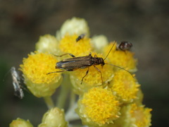 Oedemera barbara