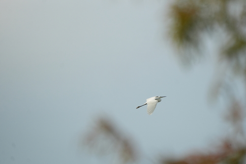 iNaturalist image
