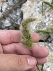 Polypogon monspeliensis
