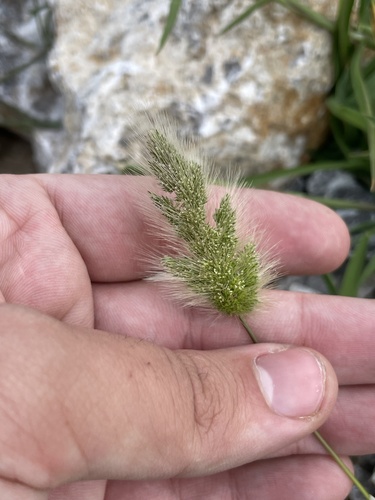 Polypogon monspeliensis, photograph 2