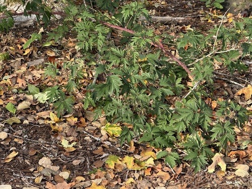 Cutleaf Blackberry