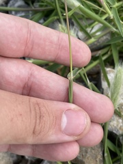 Polypogon monspeliensis, photograph author not stated, no rights reserved