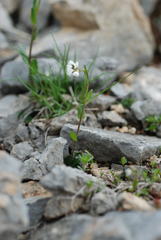 Arabis ciliata