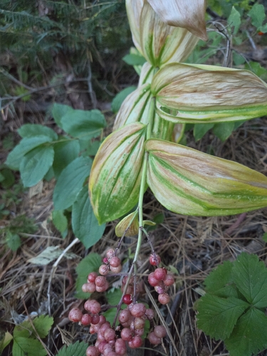 iNaturalist observation photo of Solomon's plume