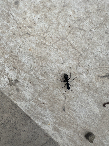 Japanese Carpenter Ant