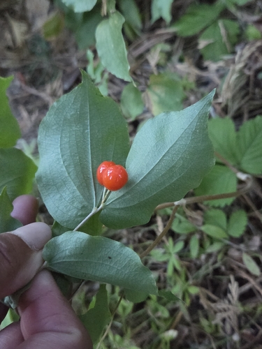 iNaturalist observation photo of Hooker's fairybells