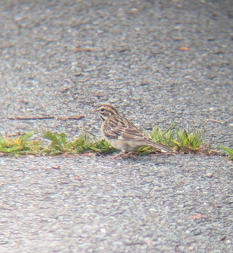 Lark Sparrow