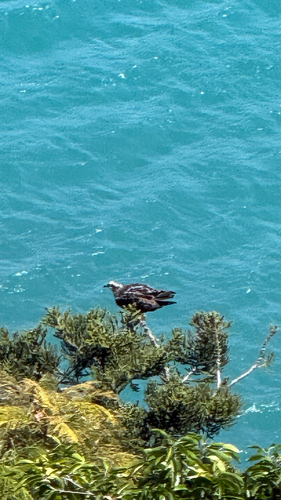 iNaturalist image