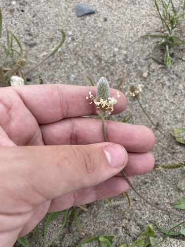Plantago lagopus, photograph 5