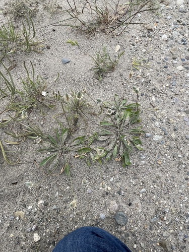Plantago lagopus, photograph 6