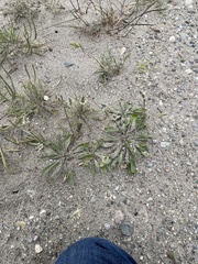 Plantago lagopus, photograph author not stated, no rights reserved