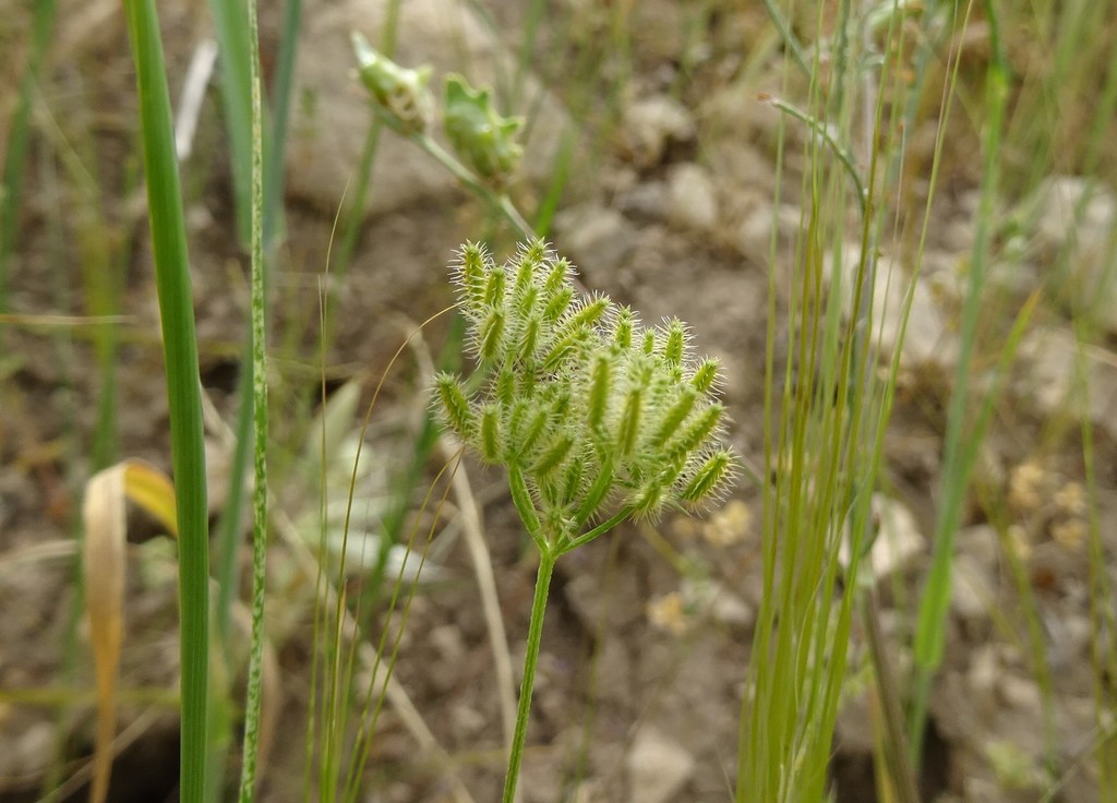 Torilis tenella