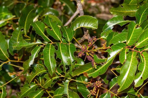 Elattostachys apetala observed 2026-09-04