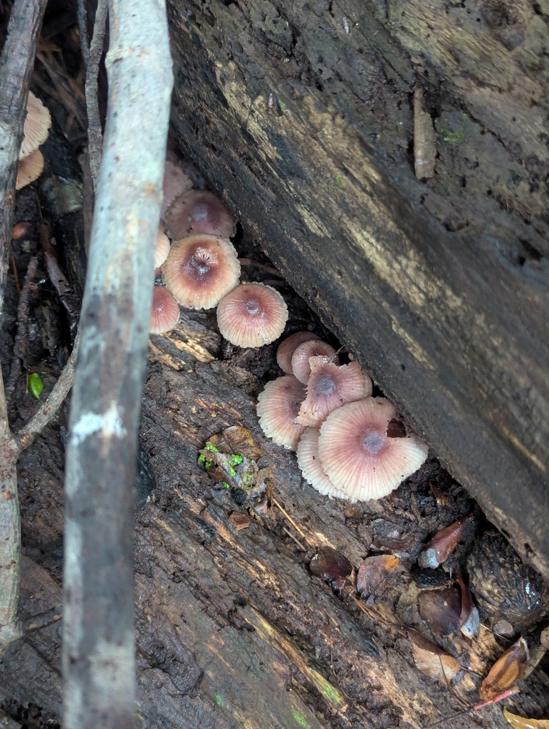 Bleeding Fairy Helmet · September 2026 · photo: Photo: (c) Skyler Principe, some rights reserved (CC BY) · iNaturalist