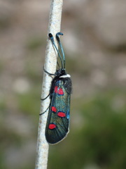 Zygaena lavandulae