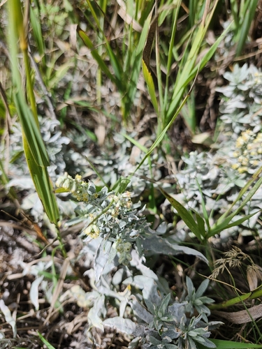 Silver Wormwood