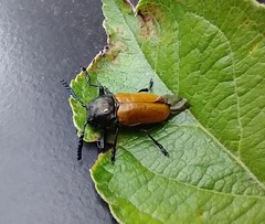 Labidostomis
