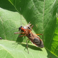 Zelus ruficeps