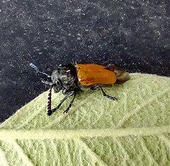 Labidostomis