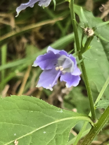 tall bellflower