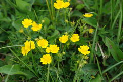 Potentilla aurea