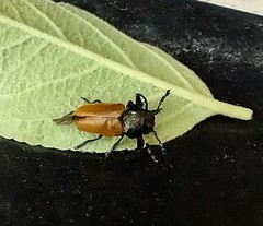 Labidostomis