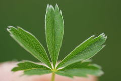 Potentilla aurea