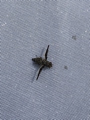 Callopistromyia strigula