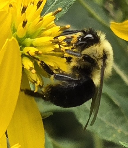 Common Eastern Bumble Bee