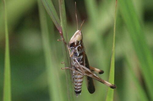 Syrbula admirabilis