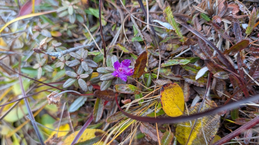 Rhododendron lapponicum; photograph (c) L. Reid, some rights reserved (CC BY)