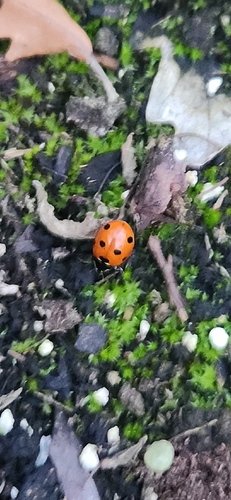 Seven-spotted Lady Beetle