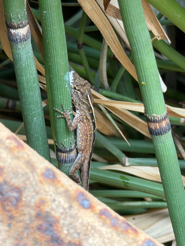 Anolis sagrei observed 2026-09-09