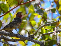 Haemorhous mexicanus