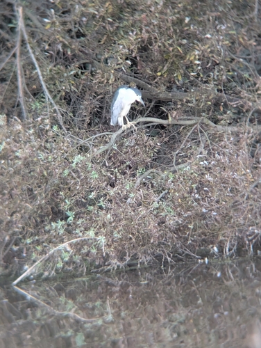 iNaturalist image