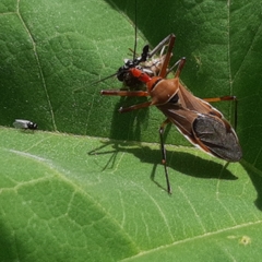 Zelus ruficeps