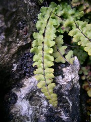 Asplenium nieschalkii